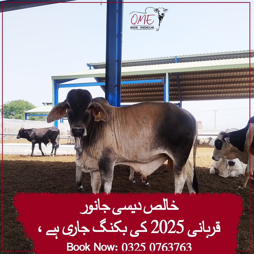 WhatsApp Image 2025-05-13 at 20.02.00
